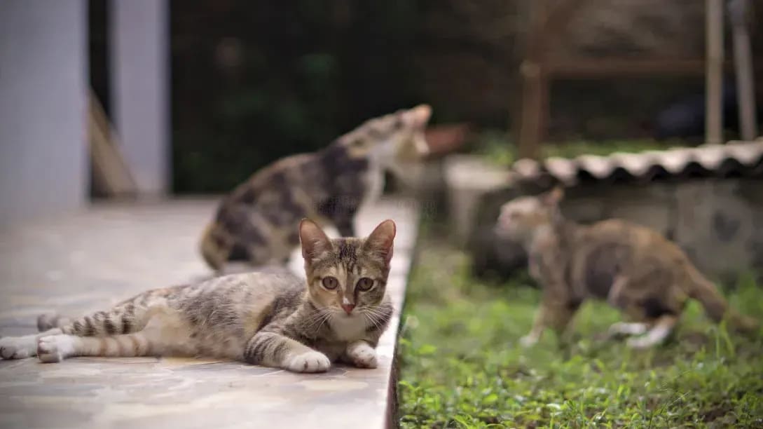 さくらペットケア 1